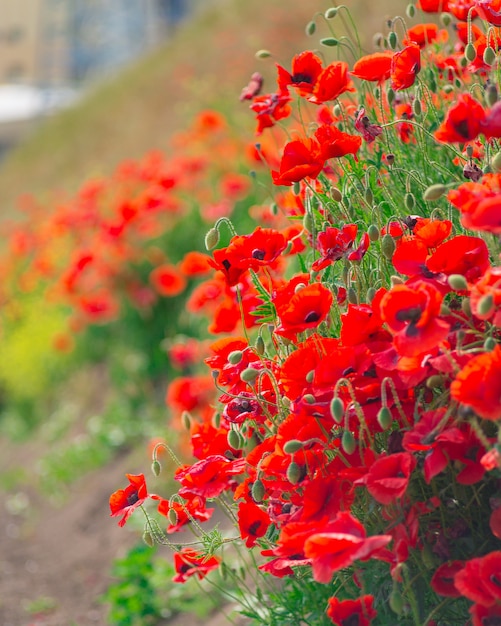 Opium poppy, botanical plant, ecology. Poppy flower field, harvesting. Summer and spring, landscape, poppy seed.