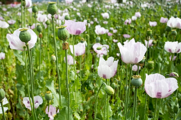 Opium Poppy Field (Turkey / Denizli) agriculture view.