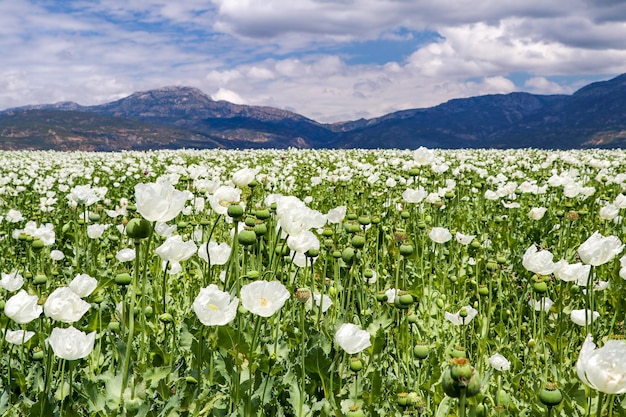 Opium Poppy Field (Turkije / Denizli) landbouw weergave.