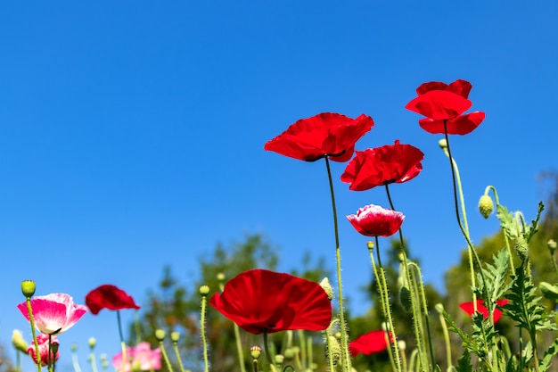 Photo opium poppy field with blue sky at chiang mai , thailand.