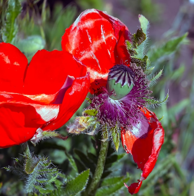 Foto il fiore del papavero in latino papaver somniferum è un papavero a fiori rossi