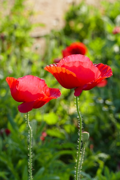 Opium poppy flower