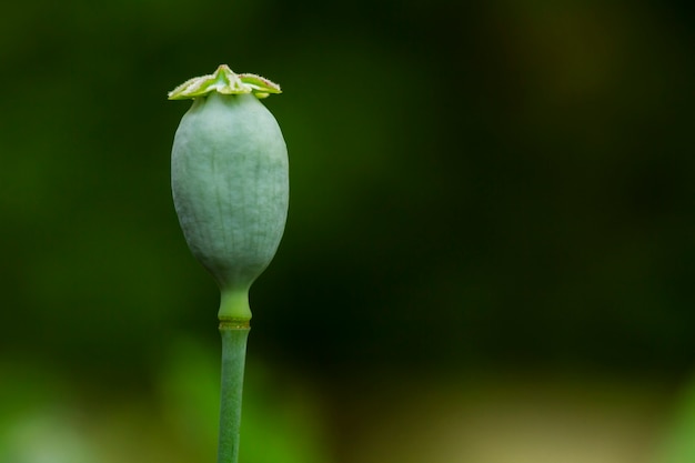 Opium poppy in nature (Papaver somniferum L)