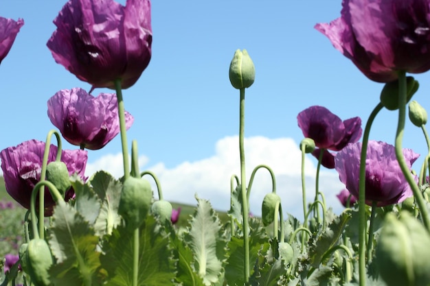 Opium Poppy