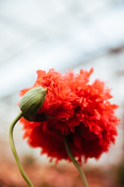 Opium rode bloem