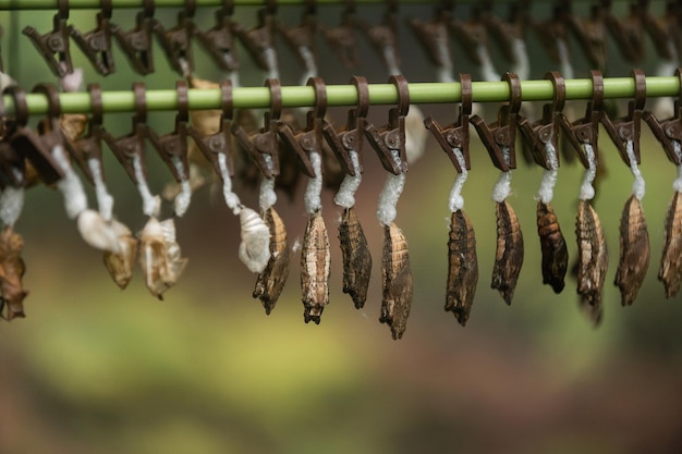 Opkomende en metamorfose van prachtige pauwvlinder, vlinderpoppen