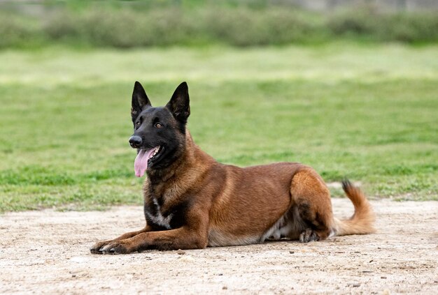 Opleiding belgische herder