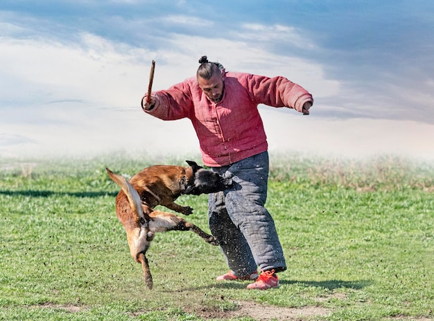 Opleiding belgische herder