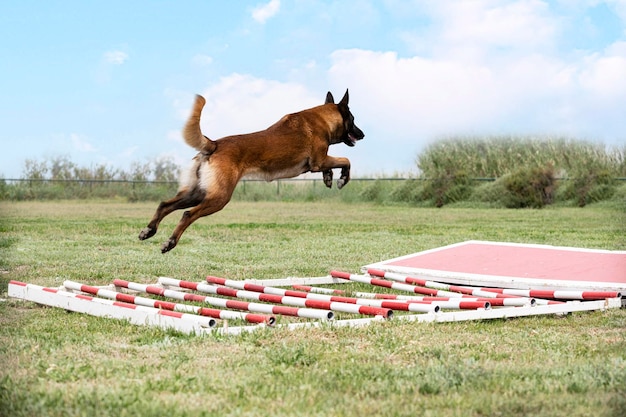 Opleiding belgische herder