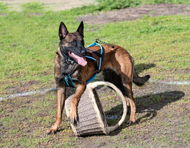 Opleiding belgische herder