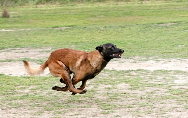 Opleiding belgische herder