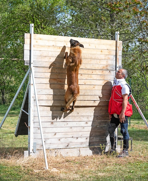 Opleiding belgische herder