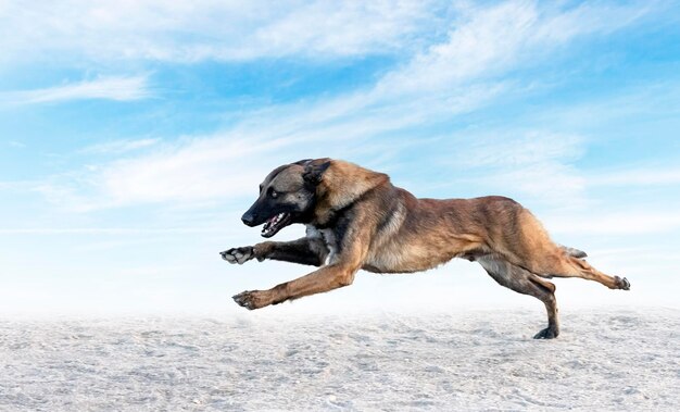 Opleiding belgische herder