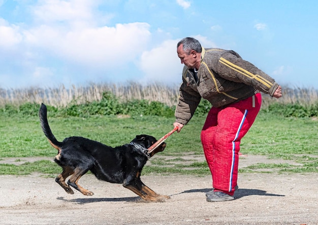 Opleiding franse herder