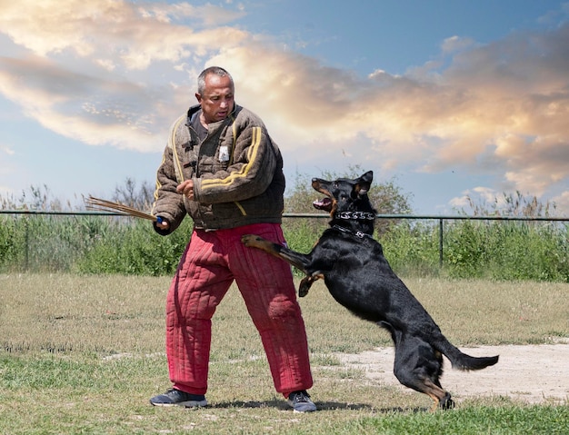 Foto opleiding franse herder