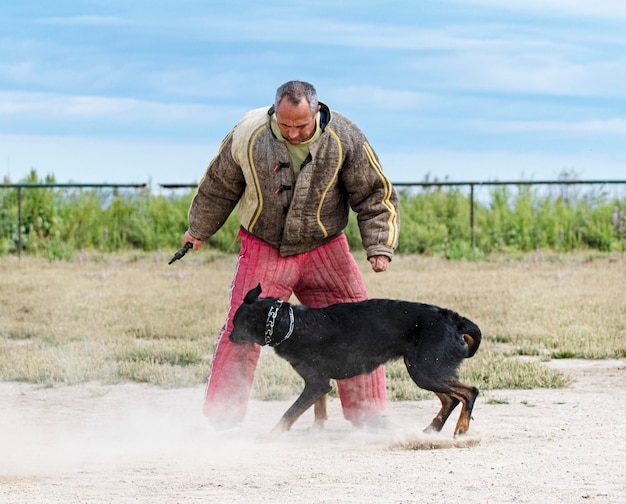 Opleiding franse herder