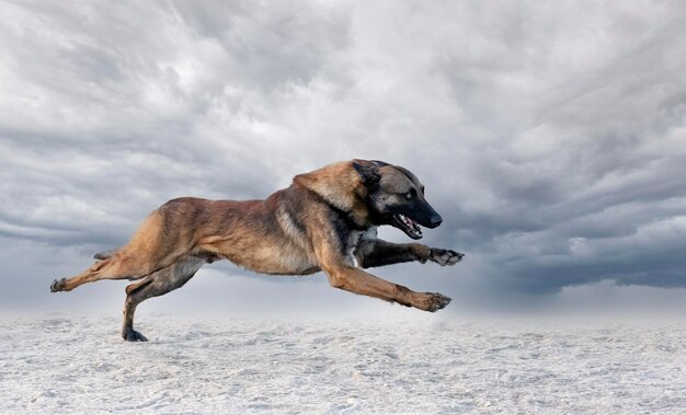 opleiding van de Belgische herder