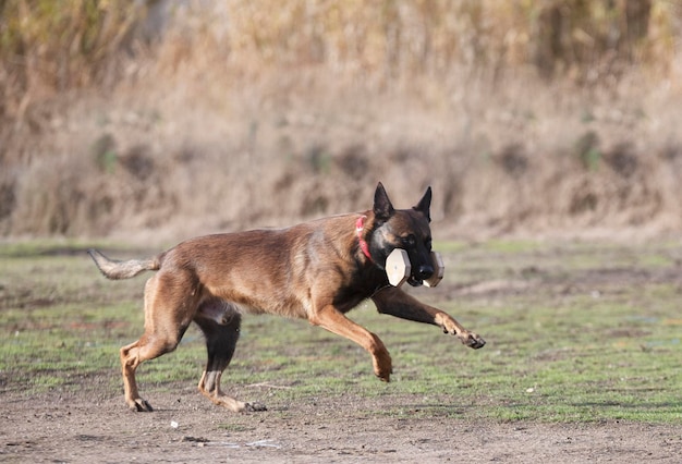 opleiding van de Belgische herder