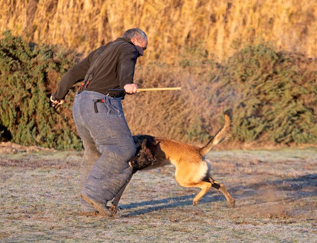 opleiding van de Belgische herder