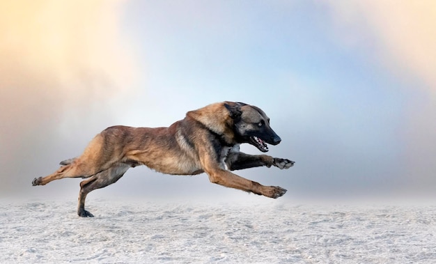 opleiding van de Belgische herder