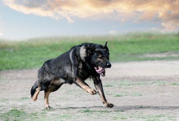 opleiding van de Duitse herder