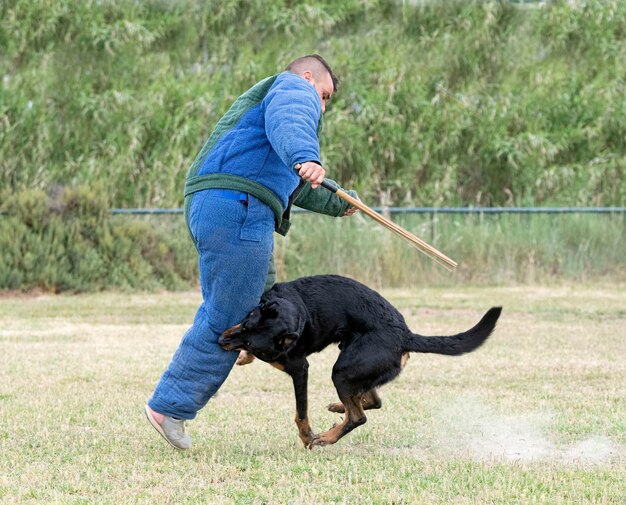 opleiding van de Franse herder