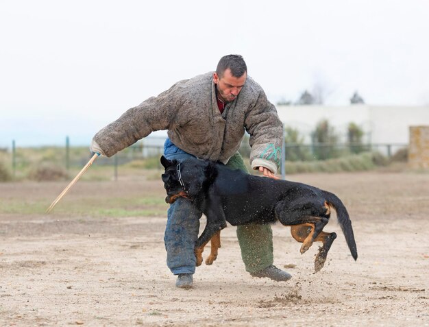 opleiding van de Franse herder