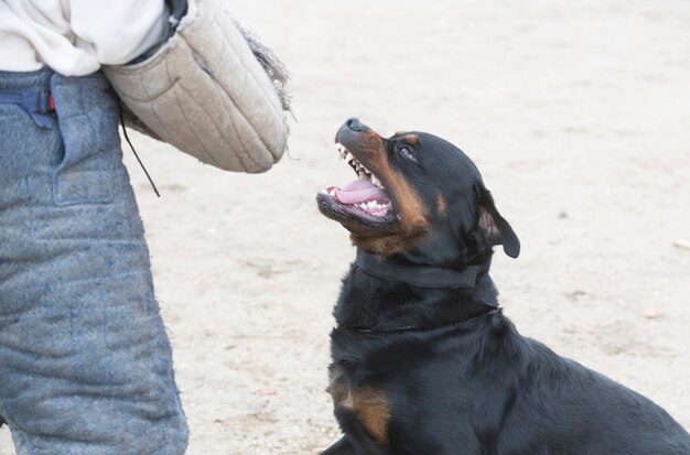 opleiding van rottweiler