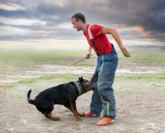 opleiding van rottweiler