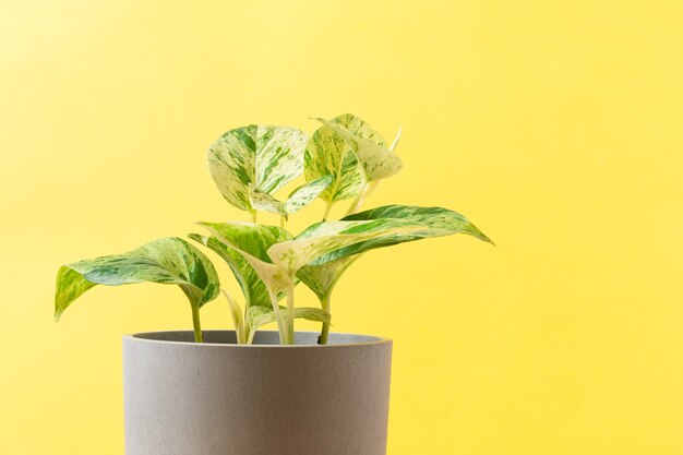 Oplichtend geel en ultiem grijs nieuwe kleuren van het jaar