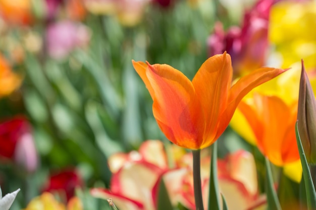 Opmerkelijke kleurrijke tulpenbloembloei in de lentetuin