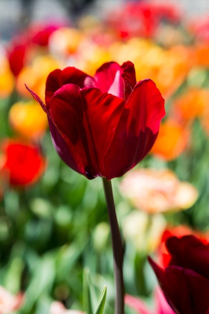 Opmerkelijke kleurrijke tulpenbloembloei in de lentetuin