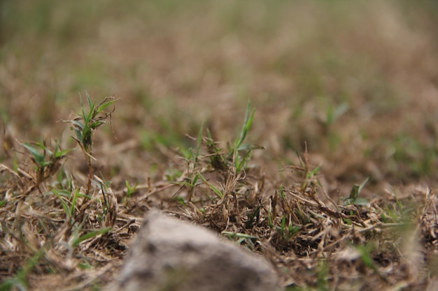 Foto oppervlak van droog gras op het veld