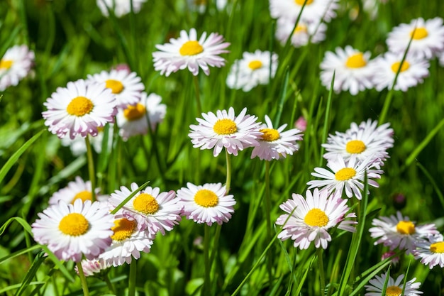 Oppervlak van groen gras met madeliefjes van bovenaf gezien