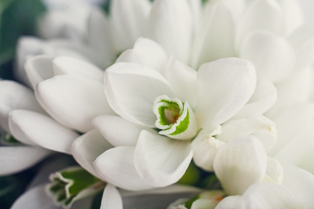 oppervlak van witte sneeuwklokjes Galanthus nivalis close-up macro schieten.