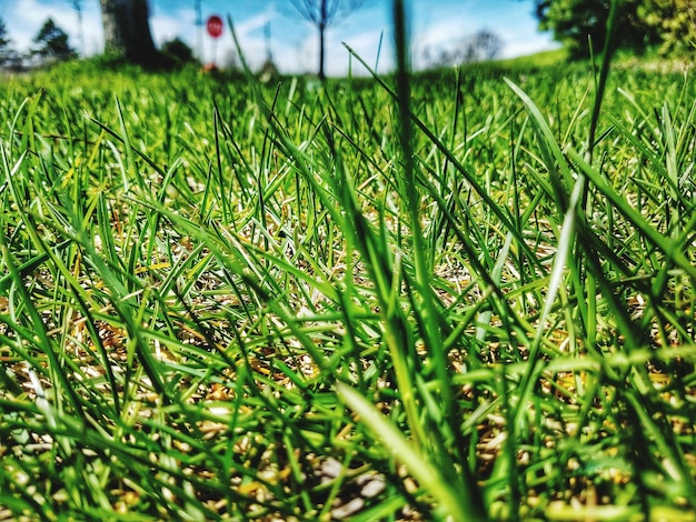 Foto oppervlakte van het grasveld