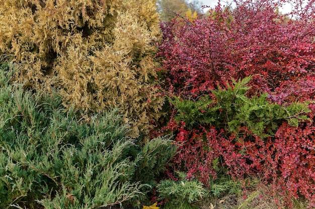 Oproer van herfstkleuren van verschillende planten op het hoogtepunt van de herfst.