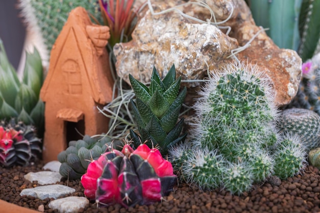 Opstelling van vetplanten cactus vetplanten in een plantenbak