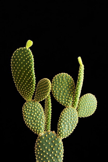 Opuntia cactus on a black background