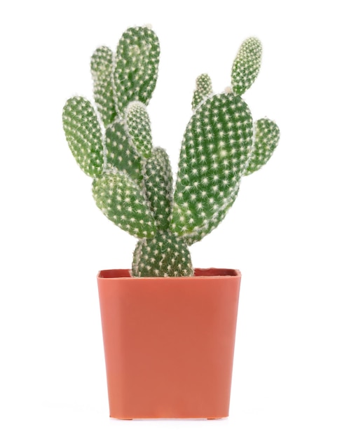 Photo opuntia cactus in pot isolated on a white background