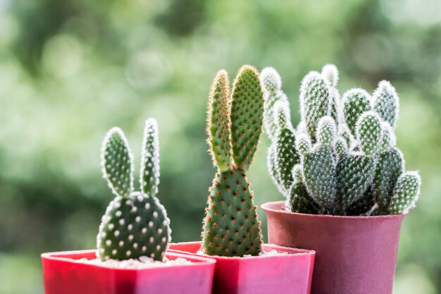 Opuntia cactus in pots