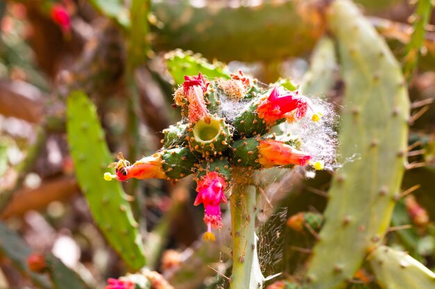 Foto opuntia cochenillifera chiamato anche cactus nopal mano calda con uno sfondo naturale