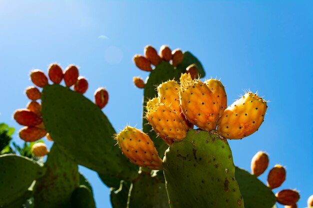 Opuntia ficus-indica, 의욕적인 배. 녹색 잎과 주황색 및 노란색 잔가지가 있는 식용 선인장. 푸른 하늘, 에코 푸드, 열대 과일의 배경에 선인장 층이 있습니다. 남부 식물.