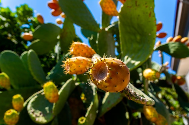 Opuntia ficus-indica, 의욕적인 배. 녹색 잎과 주황색 및 노란색 잔가지가 있는 식용 선인장. 푸른 하늘, 에코 푸드, 열대 과일의 배경에 선인장 층이 있습니다. 남부 식물.