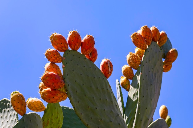 Opuntia ficus-indica, the prickly pear. An edible cactus with green leaves and orange and yellow sprigs. Layers of cactus on a background of blue sky, eco food, tropical fruits. Southern plant.