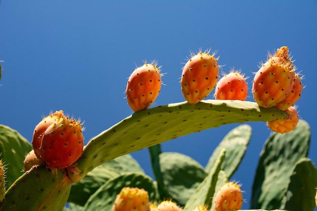 Opuntia ficus indica il fico d'india frutti arancioni e gialli maturi di cactus e foglie spesse verdi con aghi