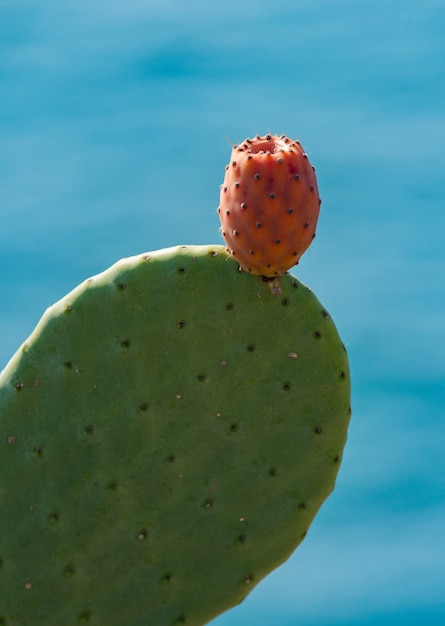 opuntia fruit on cactus leaf