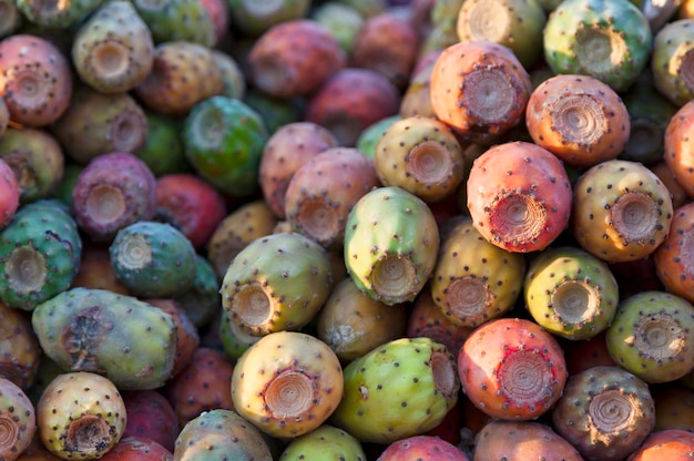 Opuntia, gewoonlijk cactusvijg genoemd, is een geslacht in de cactusfamilie Cactaceae