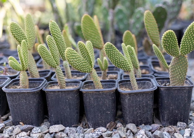 Opuntia microdasys bunny ear cactus in klein plastic bakje