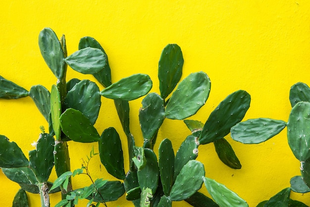 Photo opuntia microdasys, cactus in front of a yellow cement wall of a house in mexico.